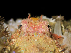 looking from the tail towards the eyes of a scorpion fish... by Andrew Macleod 